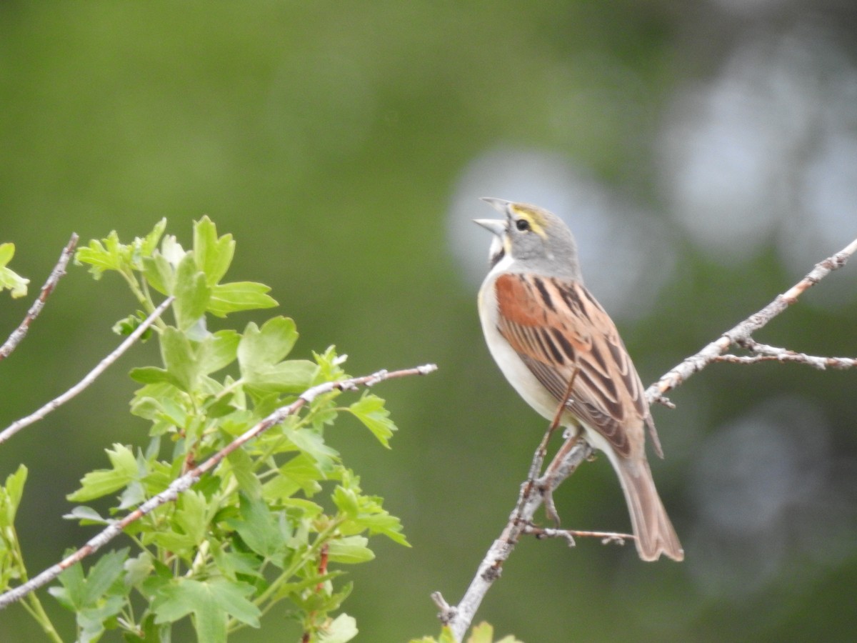 Dickcissel - ML239223291