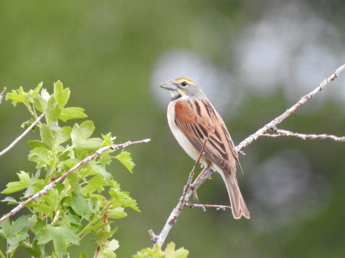 Dickcissel - ML239223311