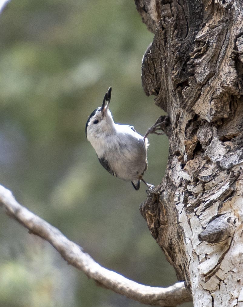 White-breasted Nuthatch (Interior West) - ML239224651