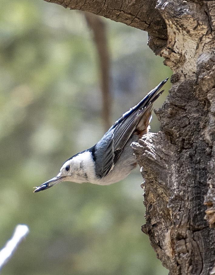 White-breasted Nuthatch (Interior West) - ML239224671