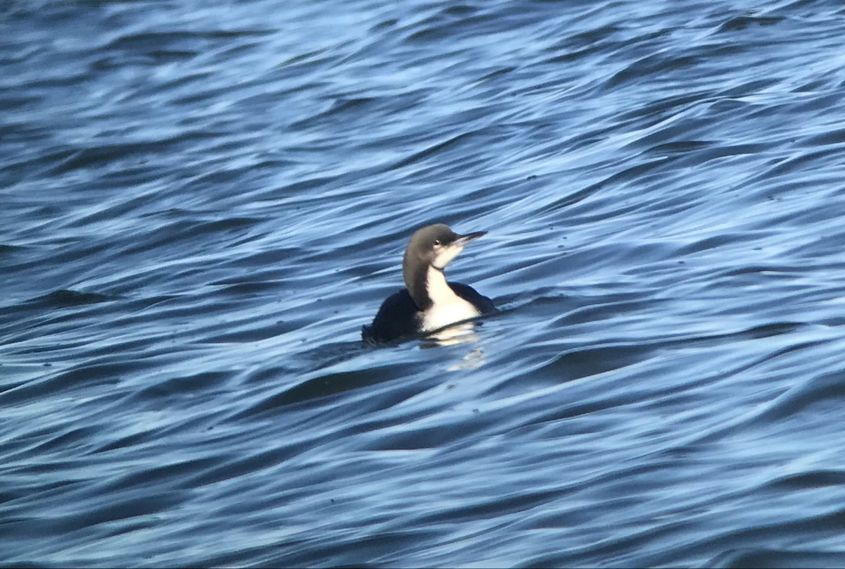 Pacific Loon - ML239228081