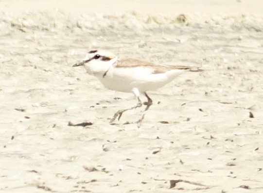 Snowy Plover - ML239229021