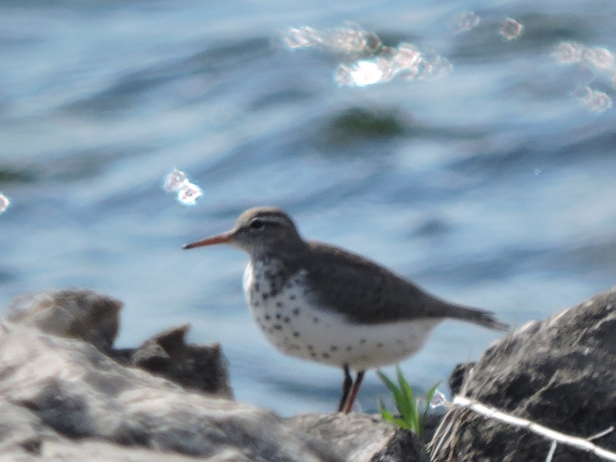 Spotted Sandpiper - ML239229061