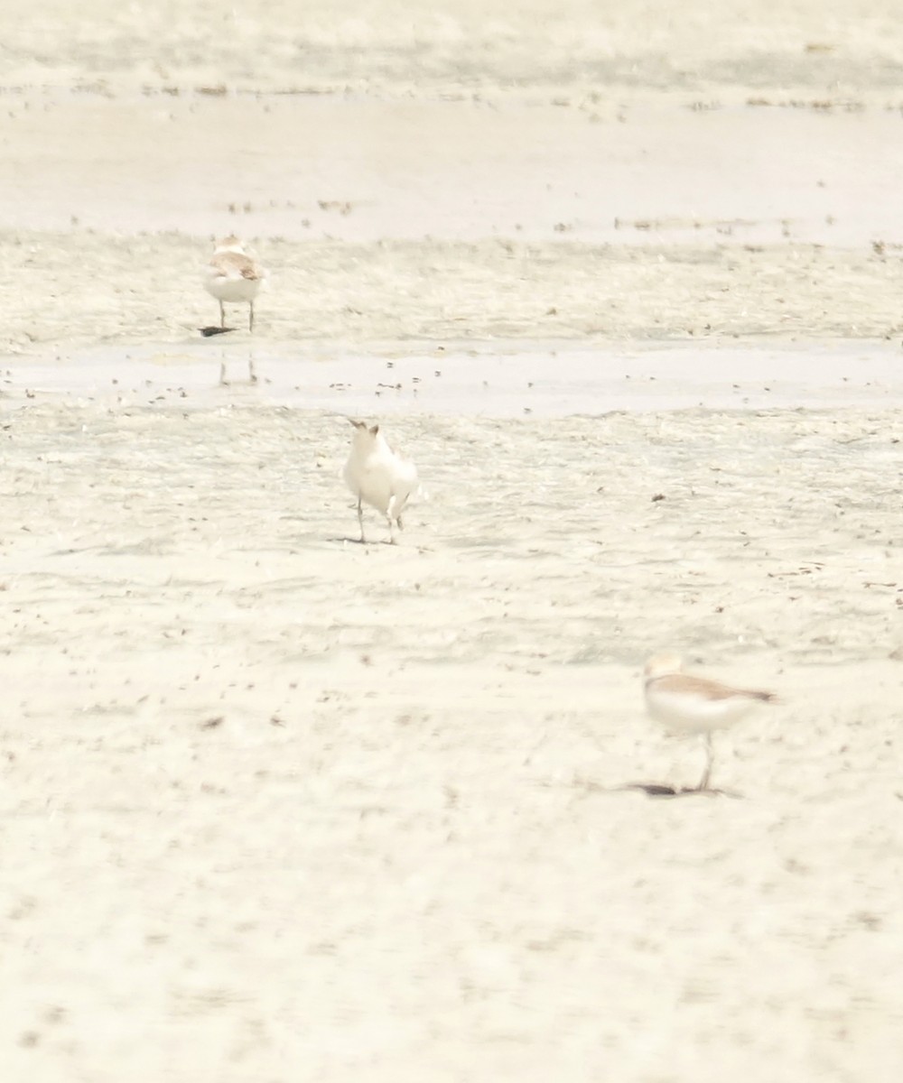 Snowy Plover - Thomas Jackman