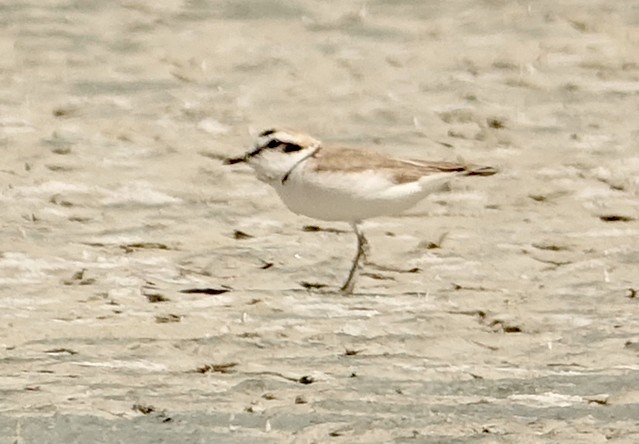 Snowy Plover - ML239229951