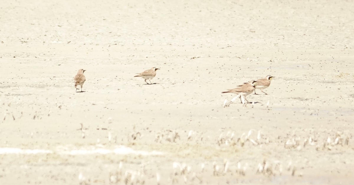 Horned Lark - ML239230021