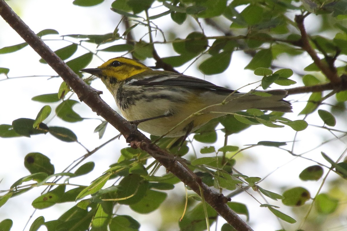 Black-throated Green Warbler - ML239231561