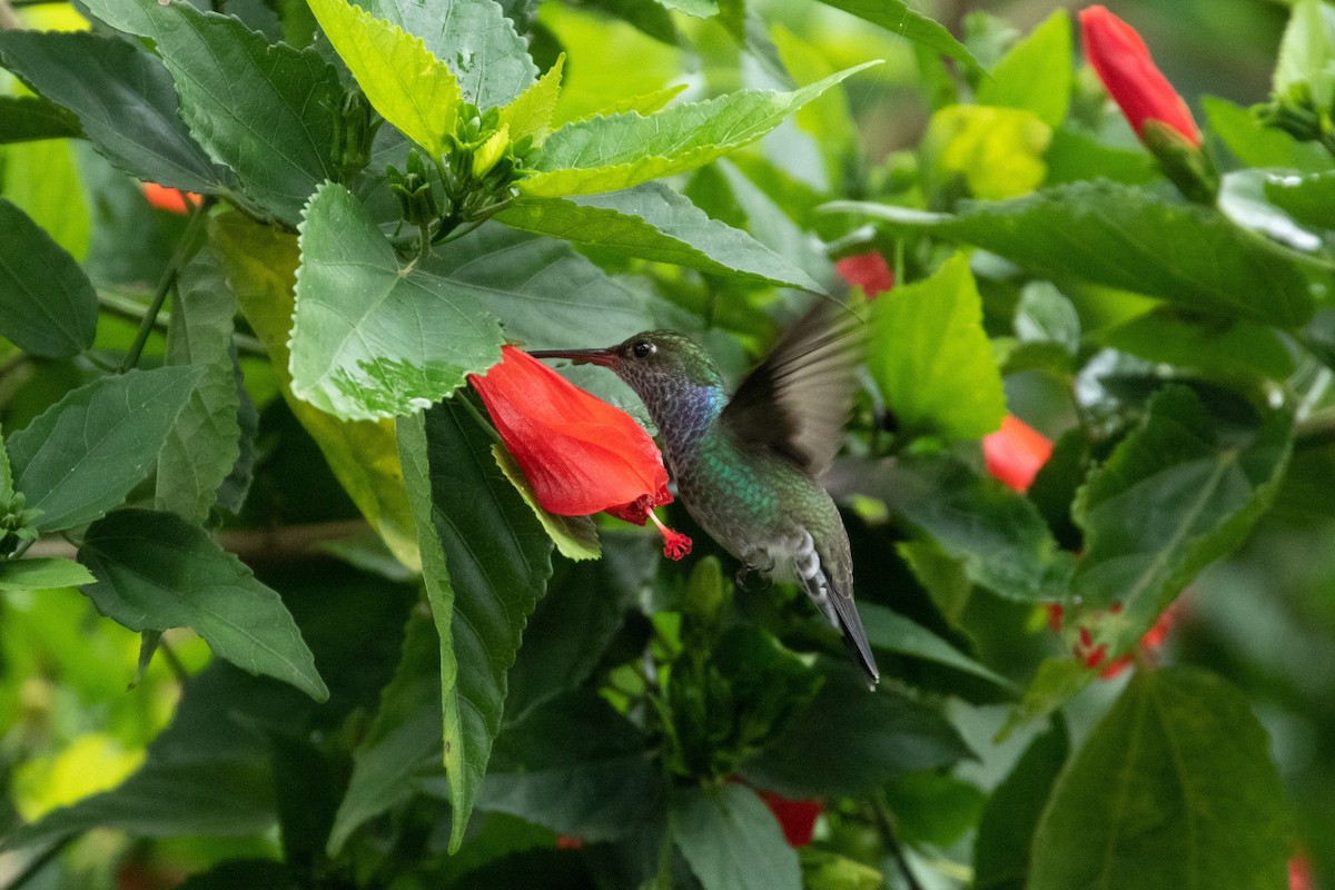 kolibřík safírový - ML239232721