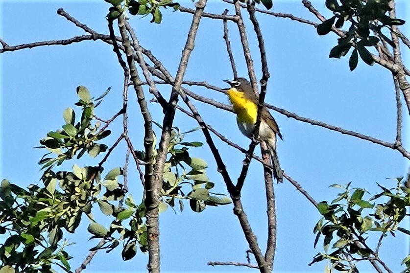 Yellow-breasted Chat - ML239233061