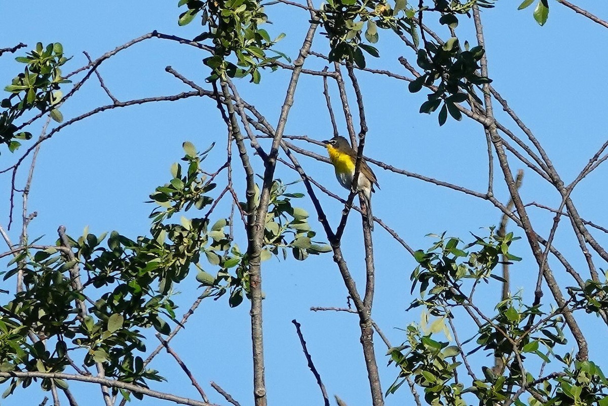 Yellow-breasted Chat - ML239233081