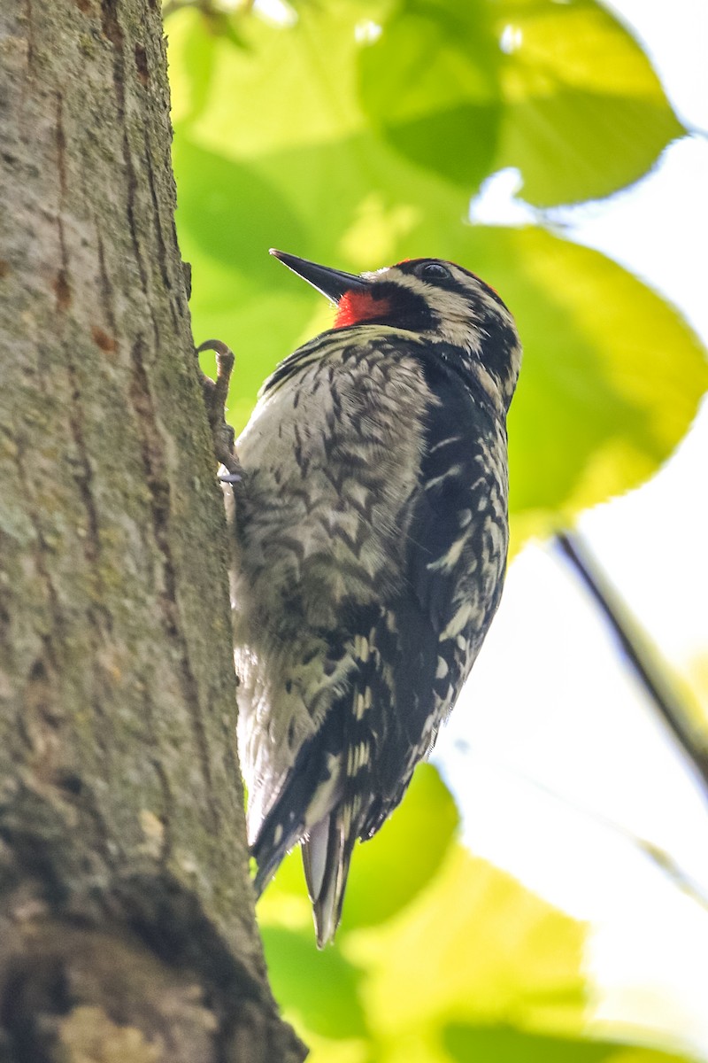 Yellow-bellied Sapsucker - ML239233601