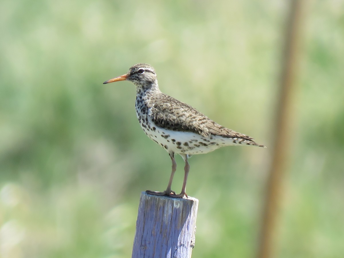 Spotted Sandpiper - ML239233611