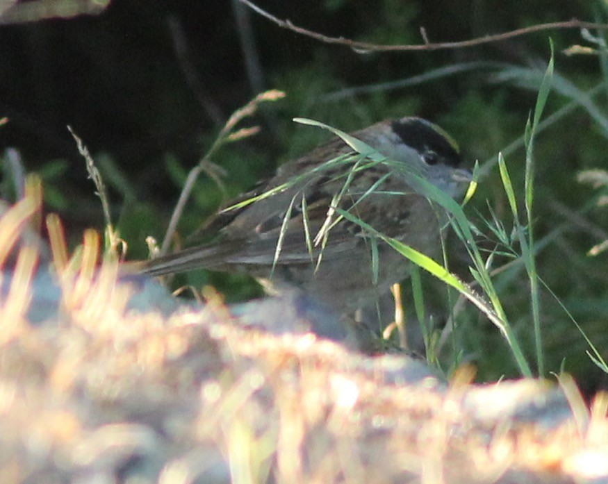 Golden-crowned Sparrow - ML239236521