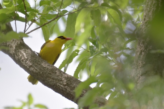 Black-naped Oriole - Anonymous