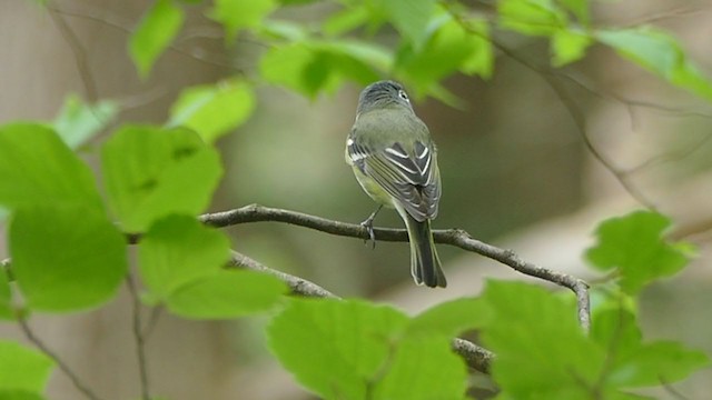 Blue-headed Vireo - ML239237591