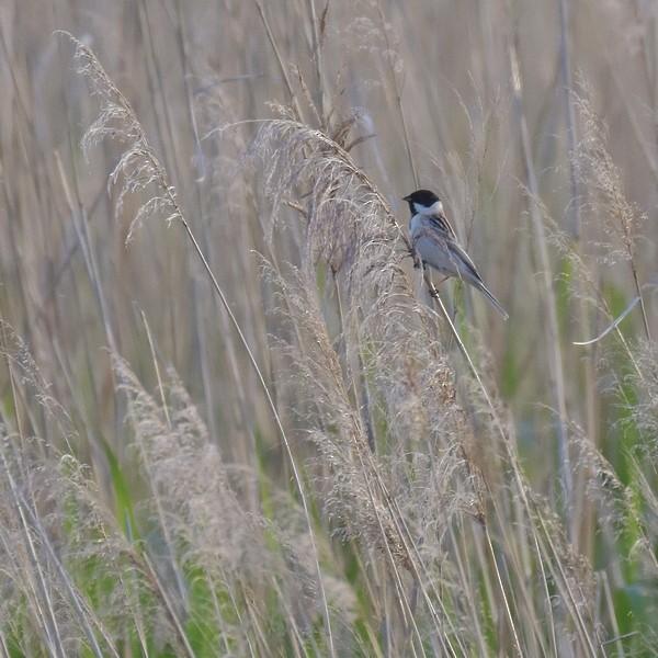 Pallas's Bunting - Anonymous