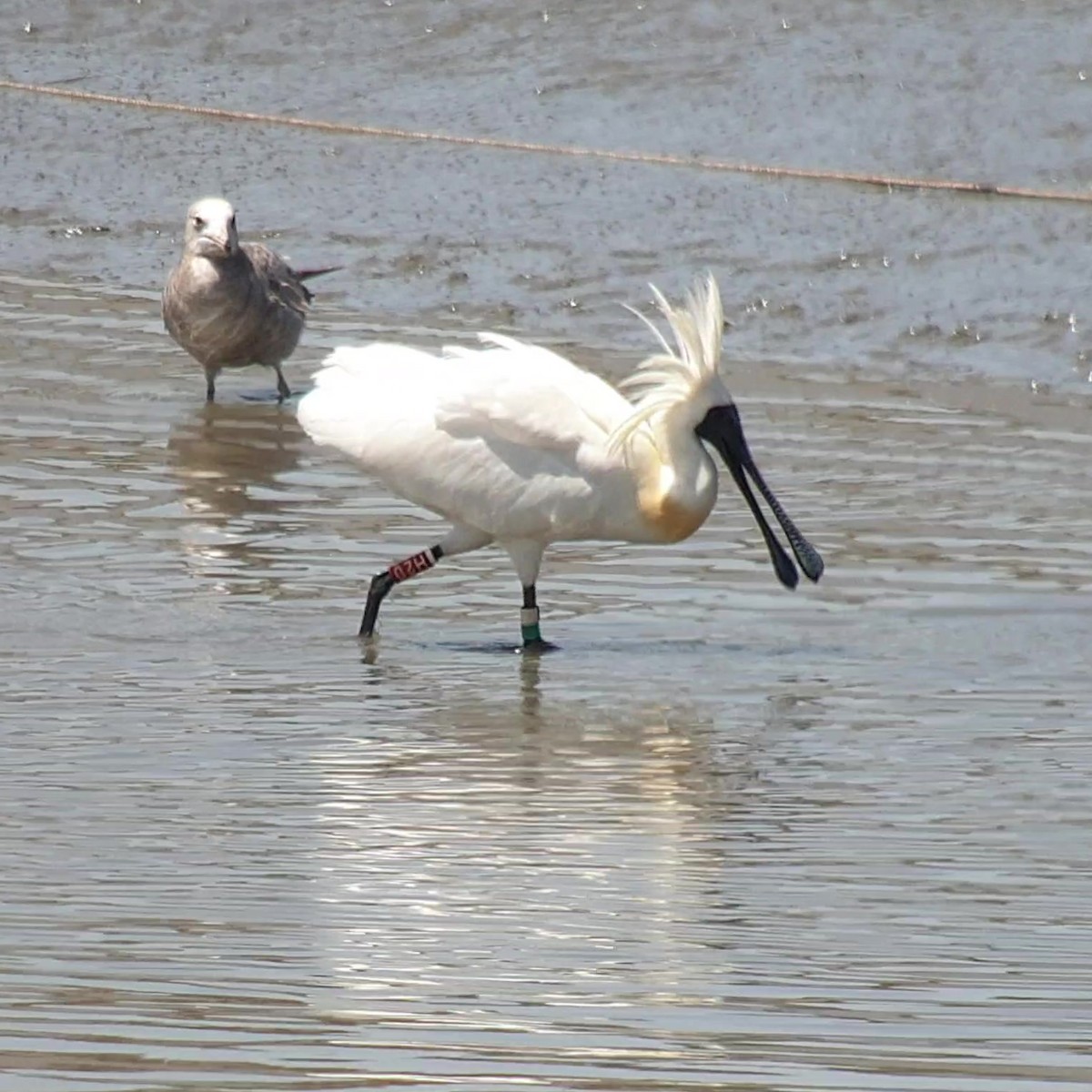 Black-faced Spoonbill - Anonymous