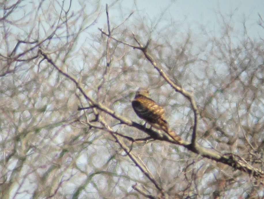 American Goshawk - ML23923941