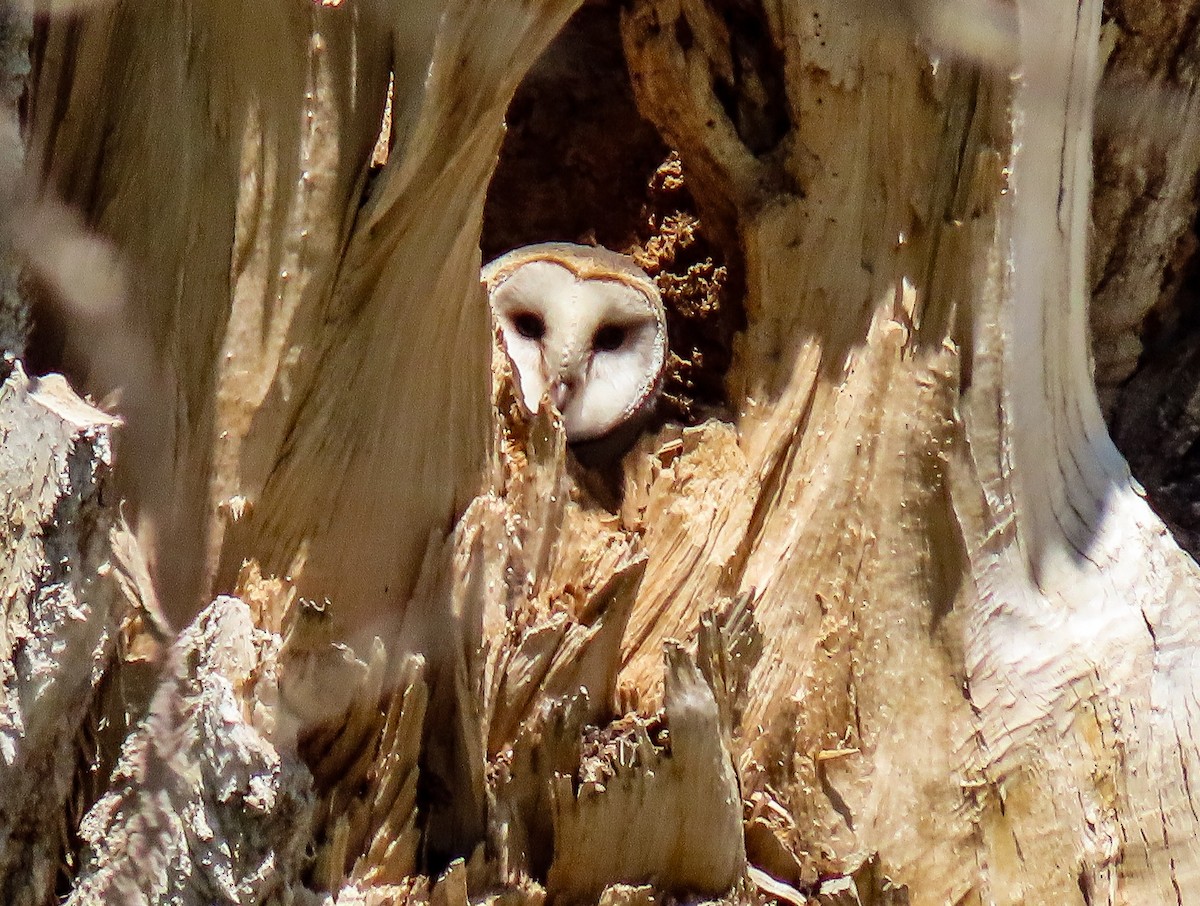 American Barn Owl - ML239240731
