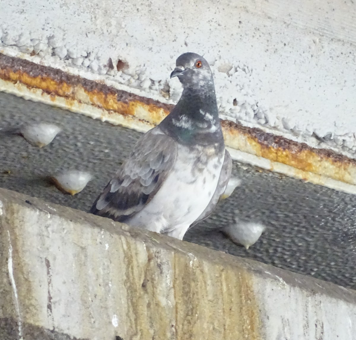 Rock Pigeon (Feral Pigeon) - ML239241591