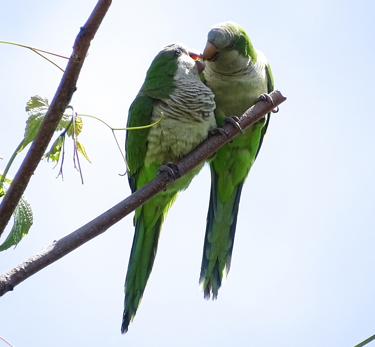 Monk Parakeet (Monk) - ML239241601