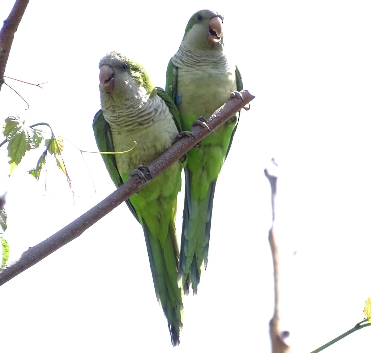 Monk Parakeet (Monk) - ML239241611