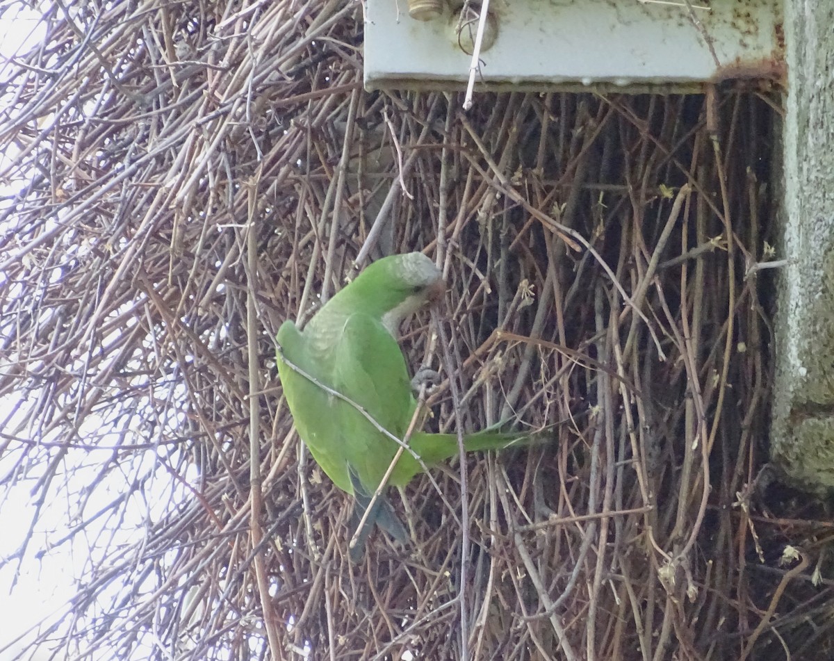 Monk Parakeet (Monk) - ML239241631