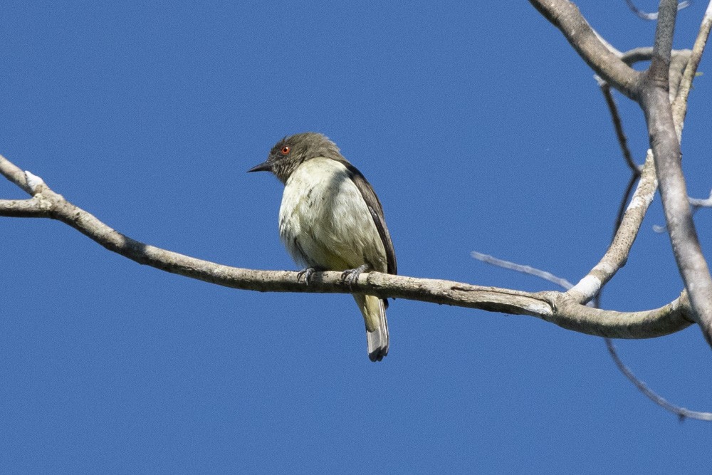 Yellow-bellied Dacnis - ML239247571