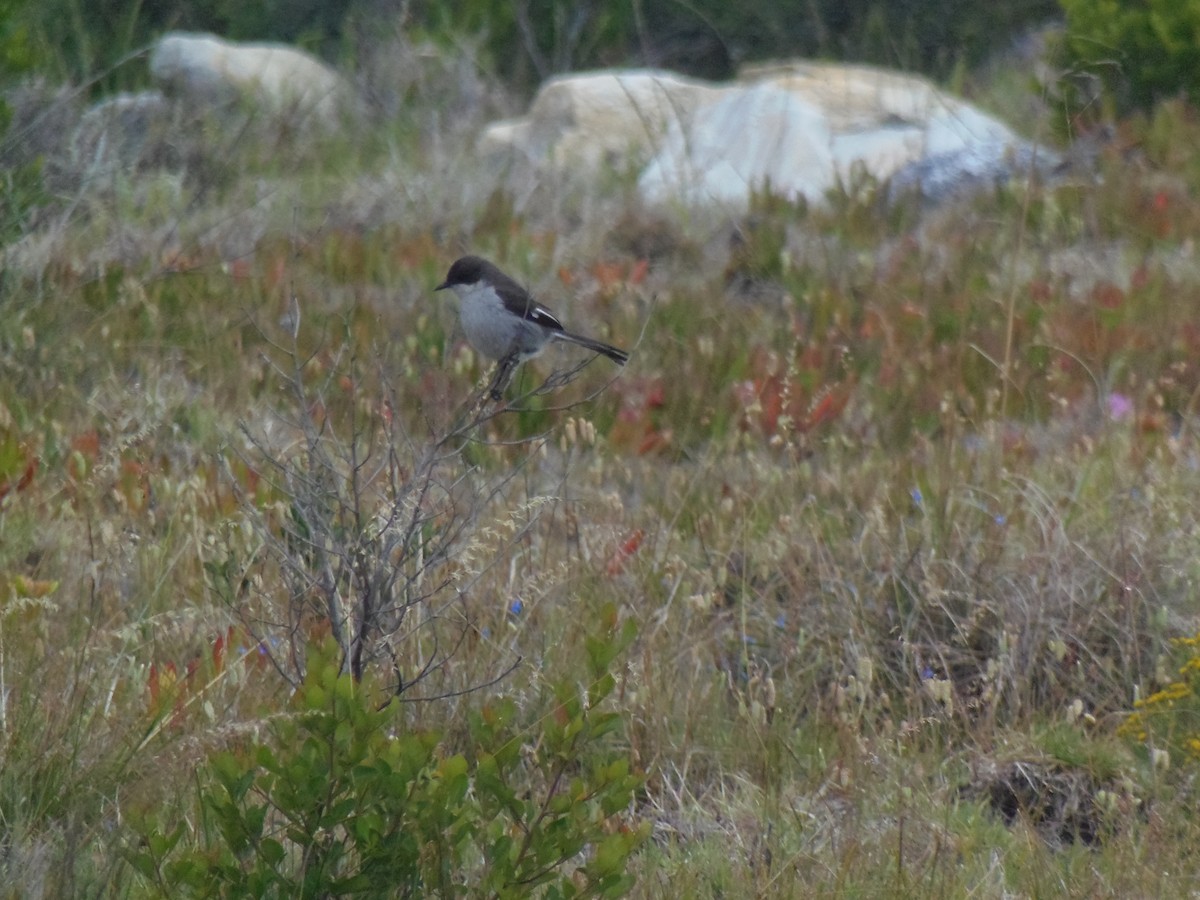 Fiscal Flycatcher - ML239248561