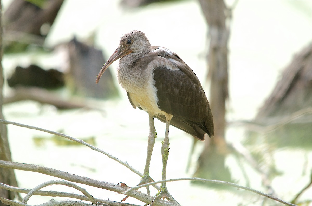 Ibis Blanco - ML239248791