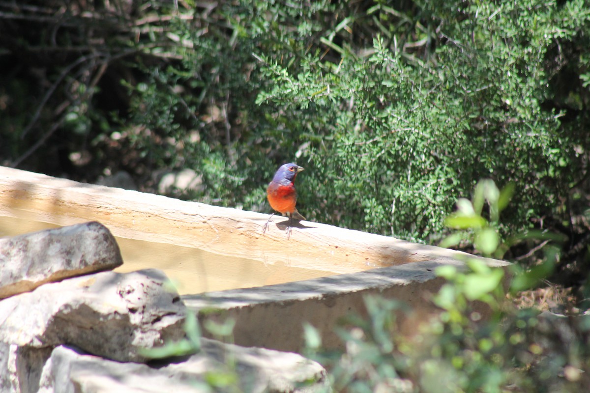 Varied x Painted Bunting (hybrid) - ML239249751