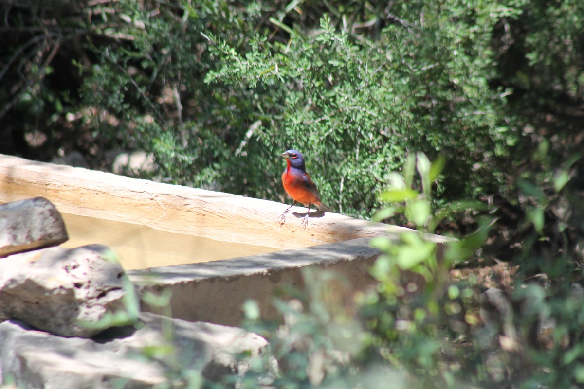 Varied x Painted Bunting (hybrid) - ML239249771