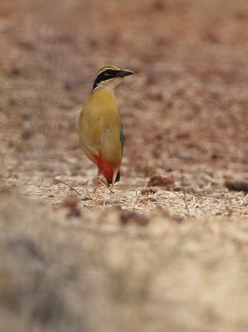 Indian Pitta - ML239250261