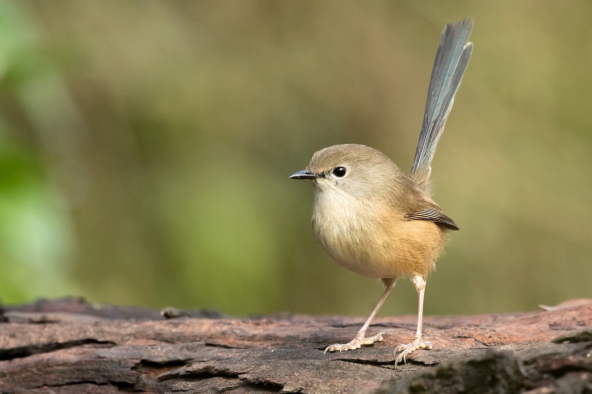 Variegated Fairywren - ML239255381