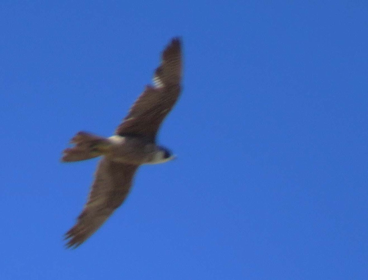 Peregrine Falcon - Diane Drobka