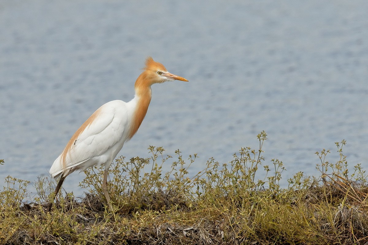 Eastern Cattle-Egret - ML239256371