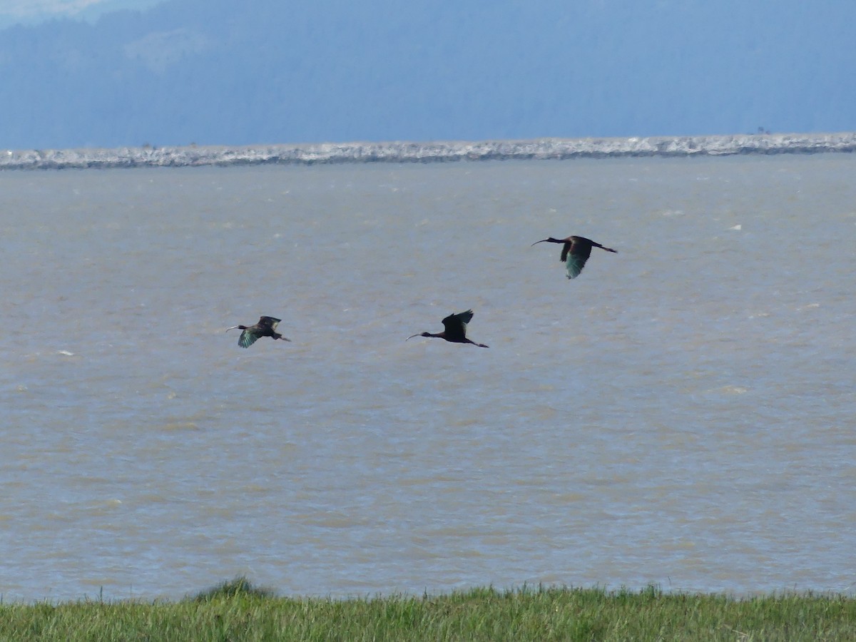 White-faced Ibis - ML239256511