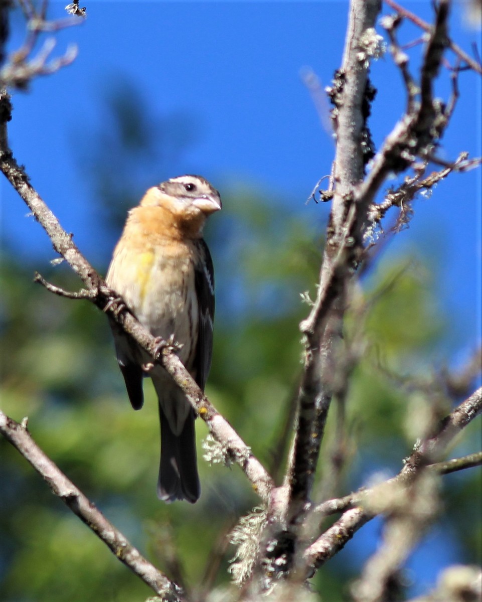 Black-headed Grosbeak - ML239257231