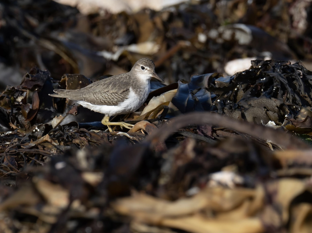 Spotted Sandpiper - Simon Colenutt