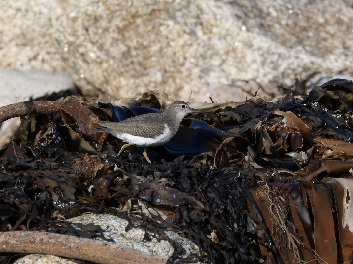 Spotted Sandpiper - Simon Colenutt