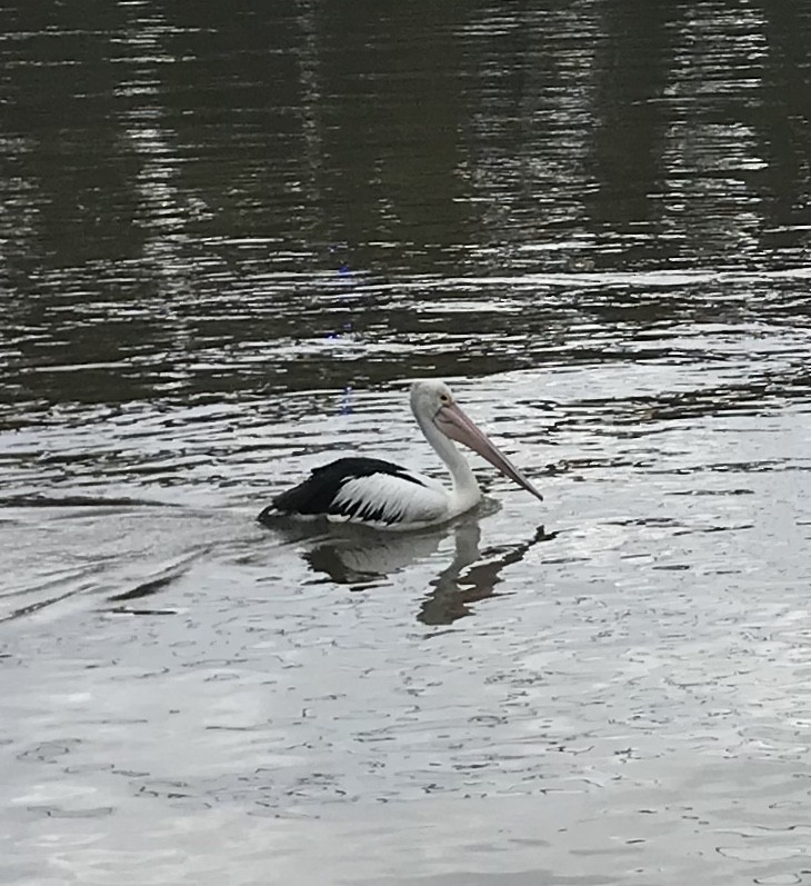 Australian Pelican - ML239257751