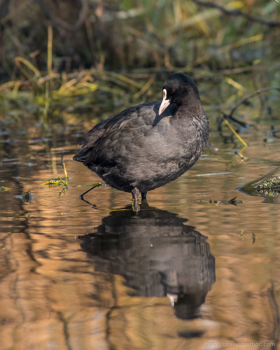 Eurasian Coot - Bhavesh Rathod