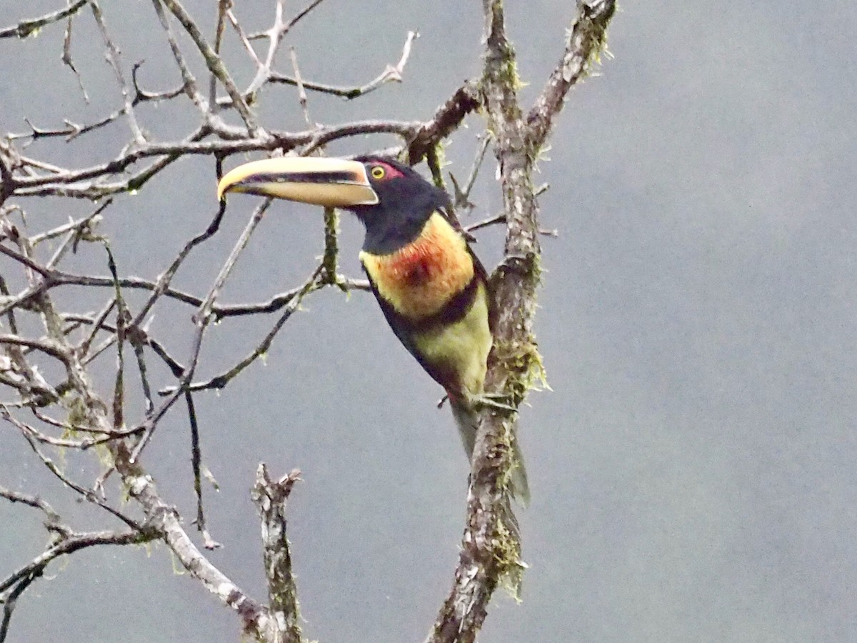 Collared Aracari - ML239259091