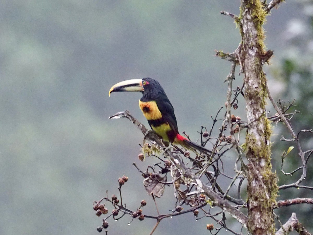 Collared Aracari - ML239259111