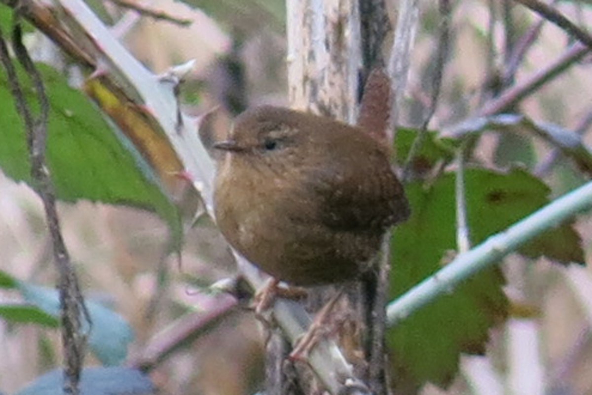 Pacific Wren - John Allinger