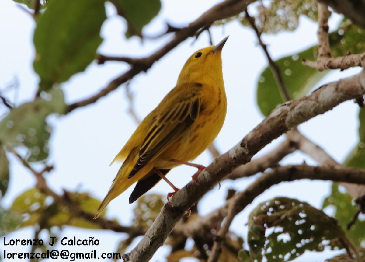 Yellow Warbler (Northern) - Lorenzo Calcaño