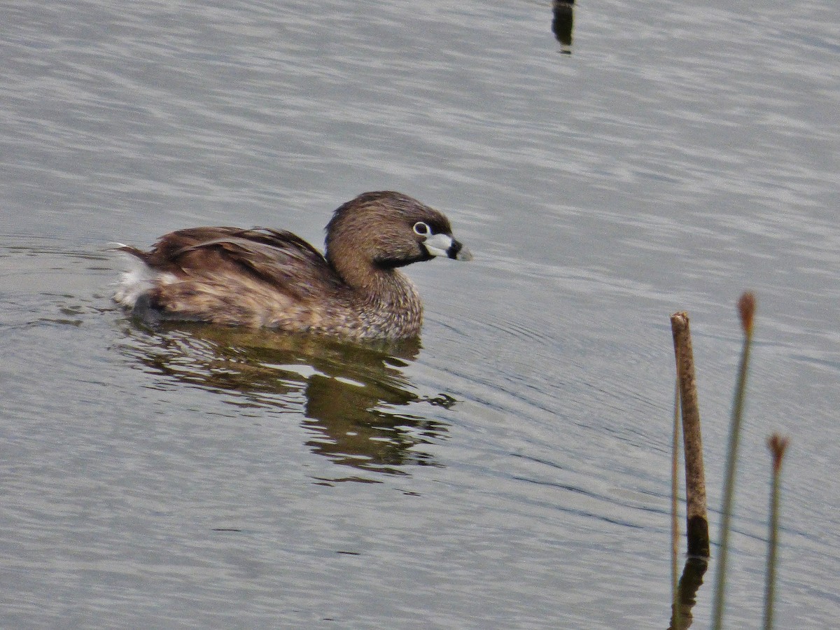 Pied-billed Grebe - Craig Johnson