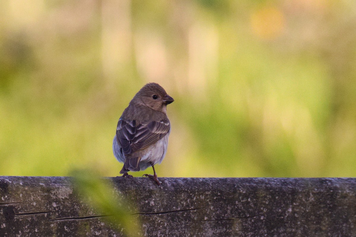 Common Rosefinch - ML239268881