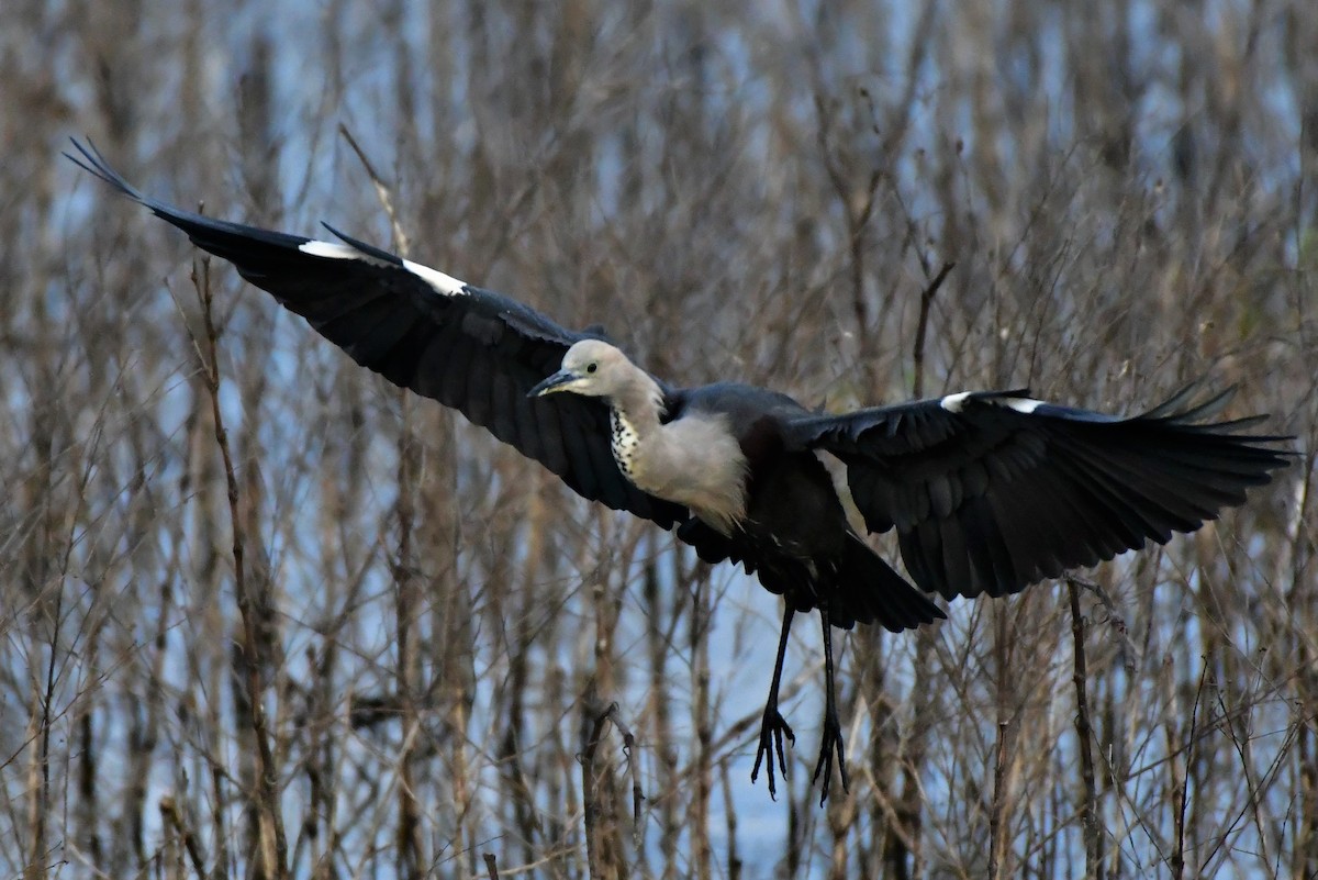 Garza Cuelliblanca - ML239269731