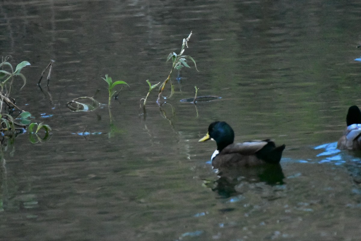 Mallard (Domestic type) - Sam Adams